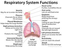 diagram of the human body organs and their functions