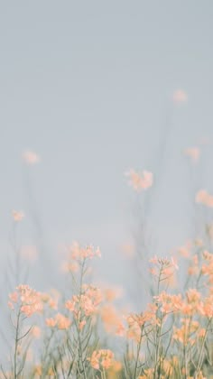 yellow and white flowers are in the foreground with a blue sky behind them on a sunny day