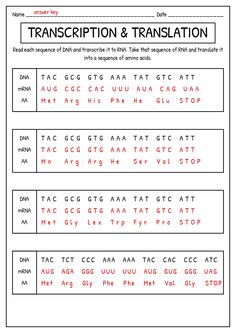 a worksheet with the words transcription and translation in red on it, as well as