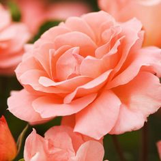 pink flowers are blooming in the garden