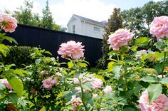 pink roses blooming in the garden next to a black fence and house behind them