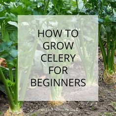 the words how to grow celery for beginners are overlaid by green plants