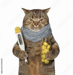 Download The sick cat is holding athermometer and a bottle of pillsWhite backgroundStock Photo and explore similar images at Adobe Stock. Sick Meme, Chef Cats, Sick Cat, Dream's Cat, Cat Stock, Silly Cats Pictures, Silly Faces