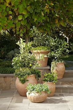 four large pots with plants in them sitting on the side of a stone step under a tree