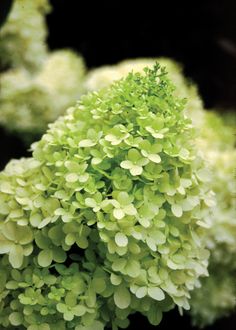 green flowers are blooming in the garden