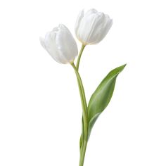 two white tulips with green leaves in a vase