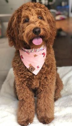 a brown dog sitting on top of a bed wearing a pink bandana and looking at the camera