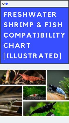 the words fresh water shrimp and fish compabily chart illustrated