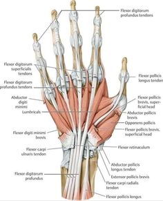 the muscles and tendors of the hand