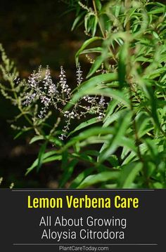 lemon verbena care all about growing aloysia citrodraa plant care today