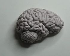 a small model of a human brain on a table