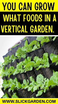 an image of what foods in a vertical garden are good for you and how to grow them