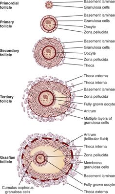 the anatomy of an animal's body and its structures, including their external organs