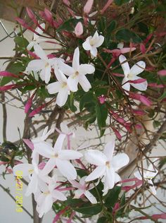 white flowers with red stems and green leaves