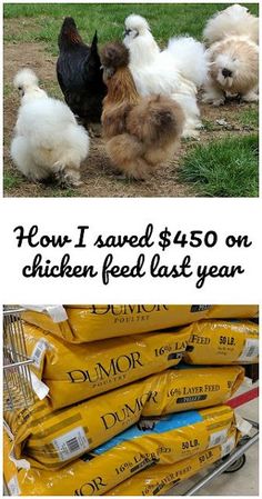 two pictures of chickens, one with food in it and the other with chicken feed