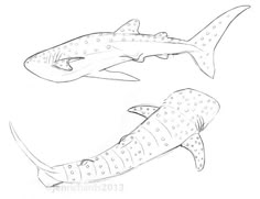 two sharks are depicted in this drawing