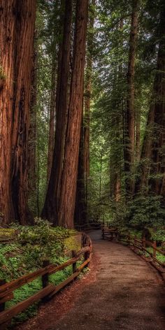 a path in the middle of a forest surrounded by tall trees