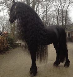 a black horse with long hair standing in the middle of a road next to trees