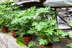 many plants are growing in small pots on the ledges next to an old building