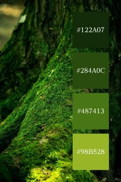 green moss growing on the side of a tree trunk with numbers in each row below