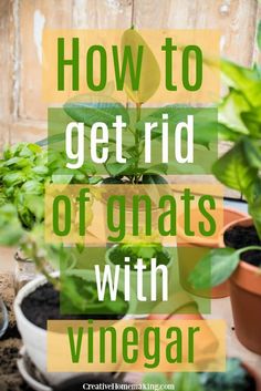 potted plants with text overlay how to get rid of gnats with vinegar