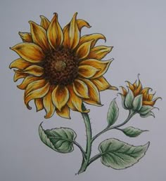 Sunflower Tutorial, Sunflower Pictures, Sunflower Tattoos, Copic Marker, Sunflower Art, Sunflower Painting