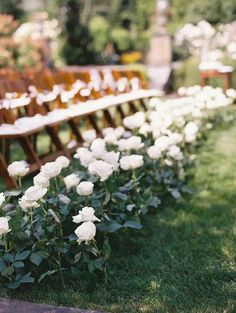 rows of wooden benches lined with white flowers