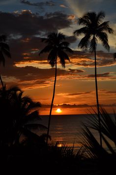 the sun is setting over the ocean with palm trees in foreground and clouds in the background