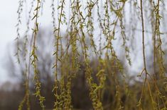 some very pretty green plants hanging from the branches in front of trees with no leaves on them