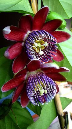 two red and purple flowers with green leaves in the foreground, one is open