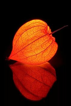 a red leaf with its reflection in the water on a black background, close up