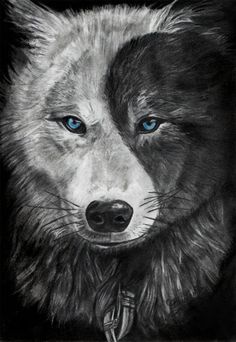 Yin Yang Wolf Alpha Wolf Tattoo, Alpha Wolf Art, Wolf With Blue Eyes, Wolf Eyes, Yin Yang Tattoos, Alpha Wolf