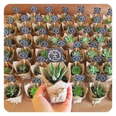 small succulents in burlock bags with labels on them for sale