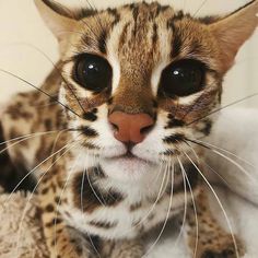 a close up of a cat with big eyes