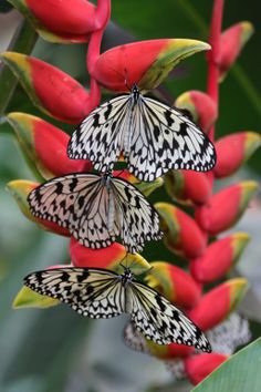 three butterflies sitting on top of red flowers