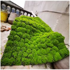 green moss growing on the side of a building