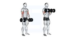 Curls Exercise, Biceps Curl, Dumbbell Curls, Biceps Workout, Bicep Curls, Quick Workout, Workout Fitness, Upper Body, Muscles