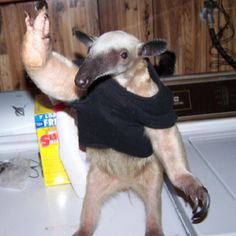 a small animal standing on top of a dryer