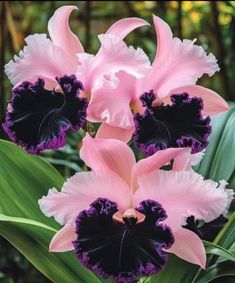 three pink and purple flowers with green leaves