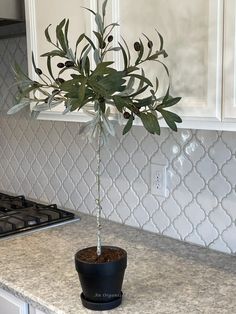 a potted plant sitting on top of a kitchen counter next to a stovetop