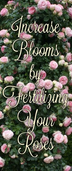 pink roses with the words increase blooms by fertiting your roses in gold lettering