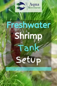 a shrimp in the water with text overlay that reads freshwater shrimp tank setup