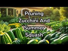 the words pruning zucchini and summer squash in front of a garden