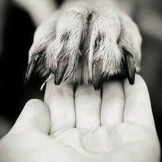 the paw of a dog that is being held in someone's hand with it's fingers