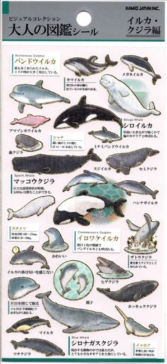 a poster with different types of dolphins in japanese language and english characters on the back