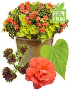 a potted plant with red flowers and green leaves next to a sign that reads recipe of the year