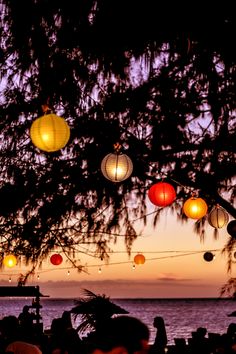 many paper lanterns are hanging from the tree