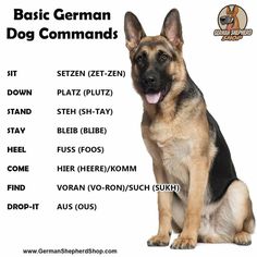 the german shepherd is sitting down with his name