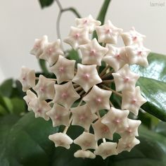 white flowers with pink centers are on a green leafy plant in front of a white wall