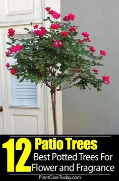 a potted tree with pink flowers in it and the words, 12 patio trees best potted trees for flower and foliage